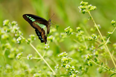 TAKE  OFF