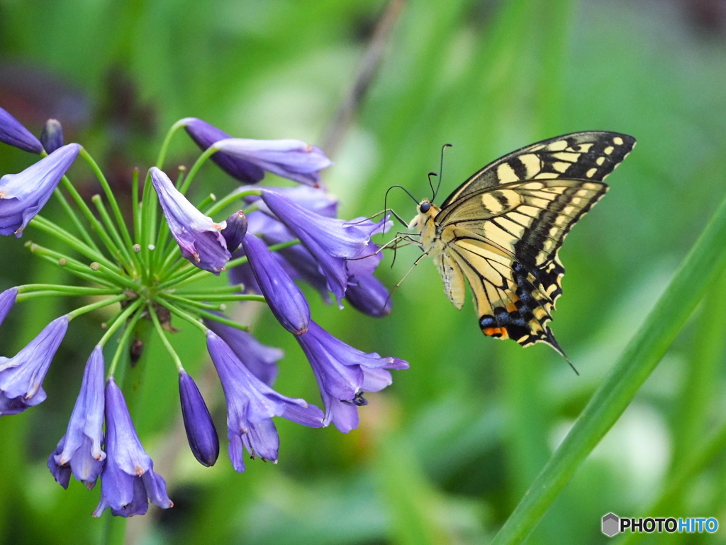 アガパンサスとキアゲハ