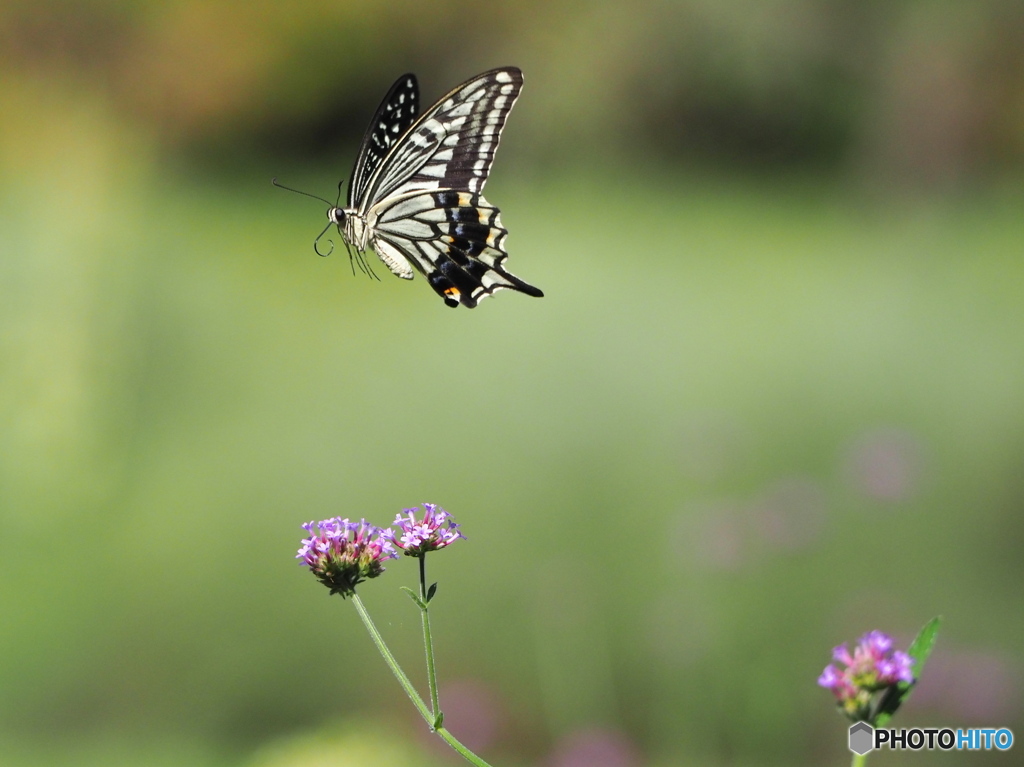 バーベナに舞う