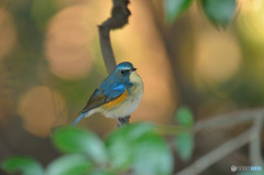 ゆるやかな時間