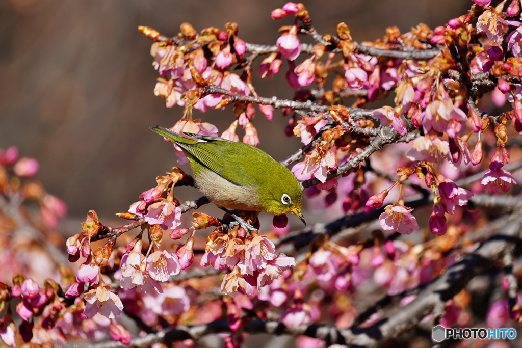 陽だまりの中で