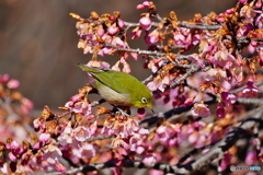 陽だまりの中で