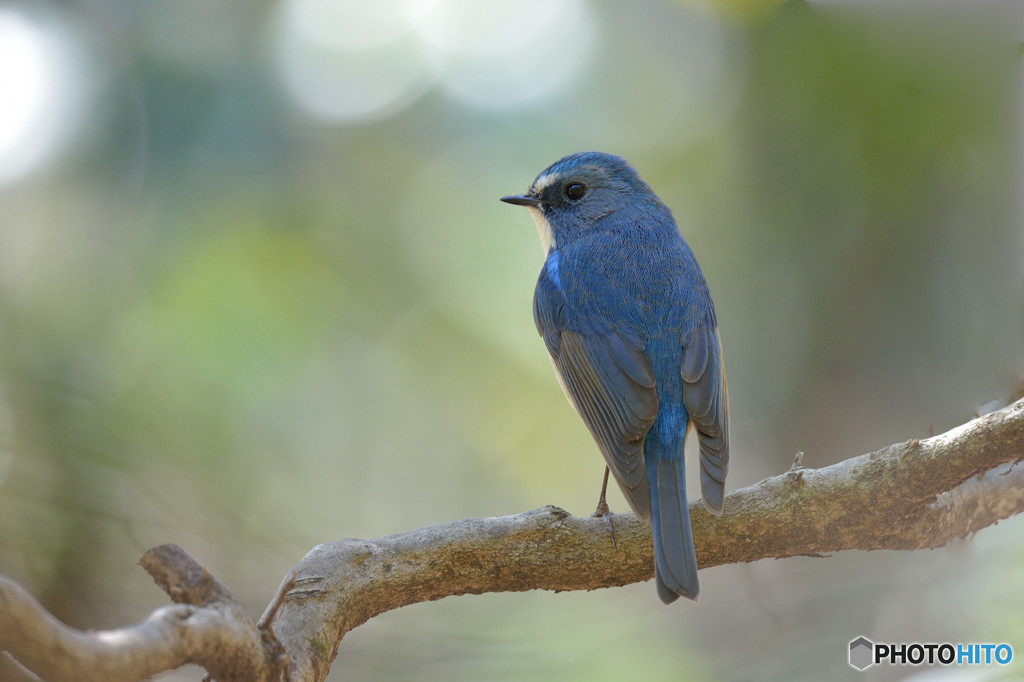 木漏れ日を浴びて