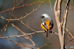 イケメンのジョビ君