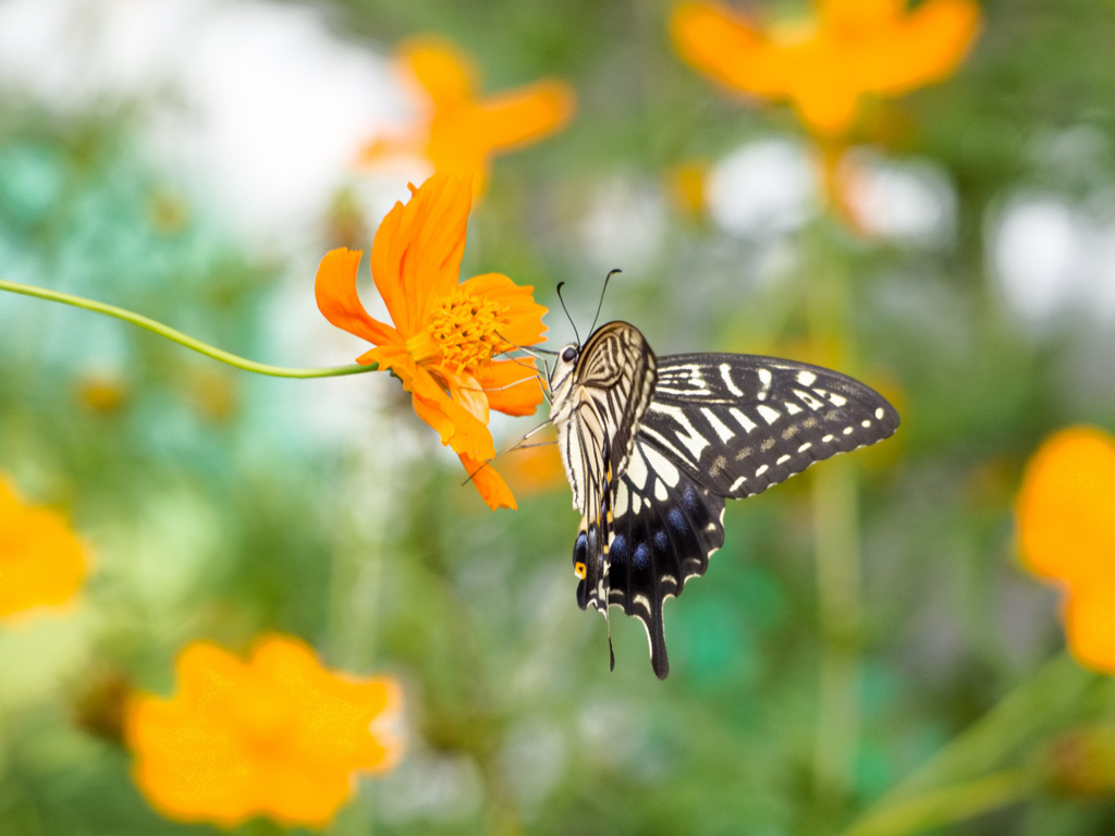 キバナコスモスにアゲハチョウ