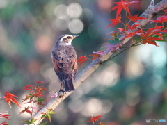 紅葉とツグミ