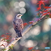 紅葉とツグミ
