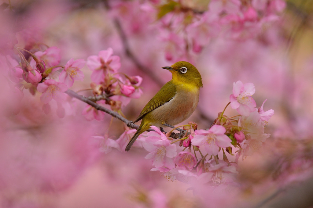 春めく