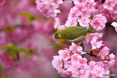 春うらら
