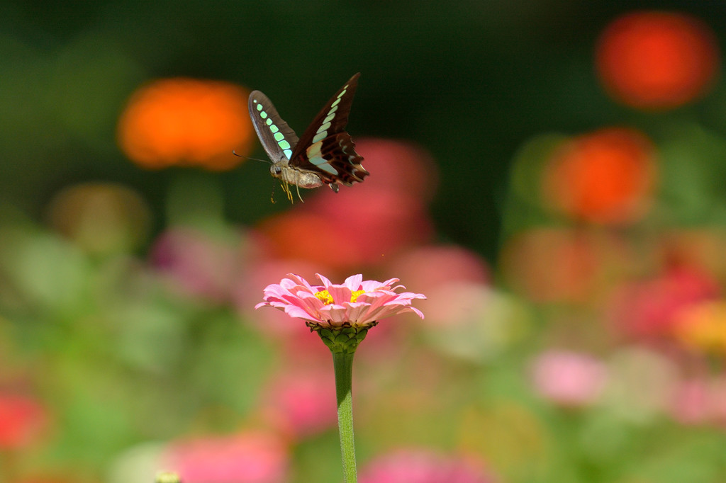 秋の日差しを浴びて