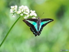 栄養補給