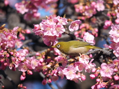 河津桜にて