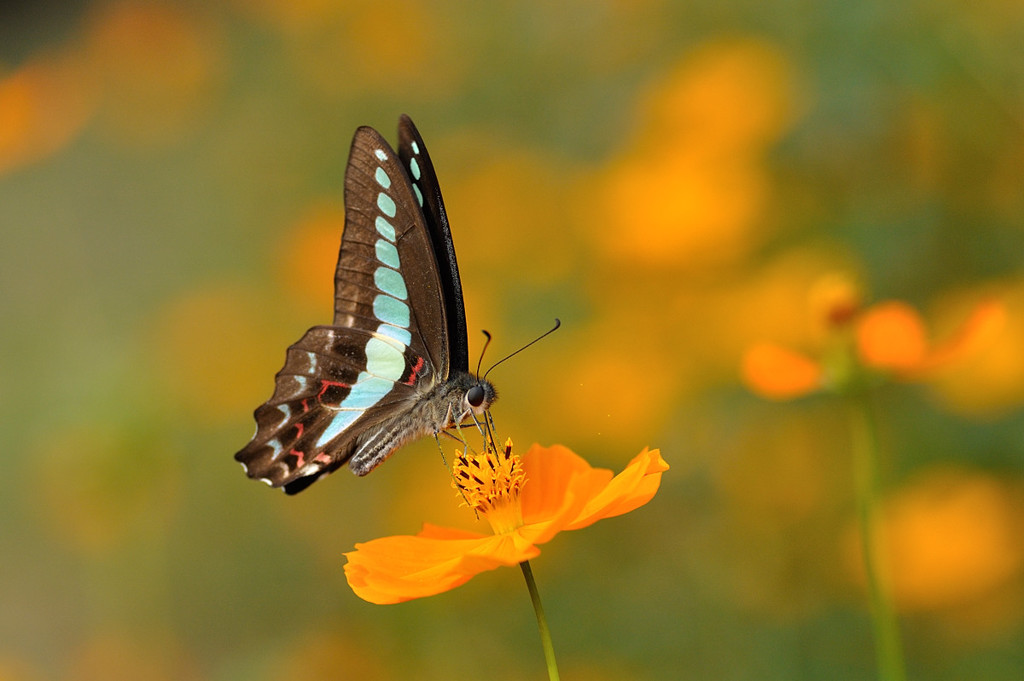 キバナコスモスで