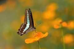 キバナコスモスで