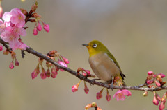 春の足音