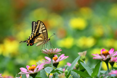 ジニアとキアゲハ