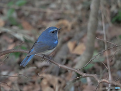 瑠璃色の鳥