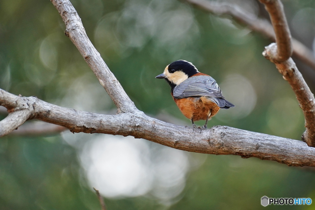 可愛いヤマちゃん