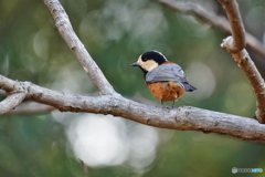 可愛いヤマちゃん