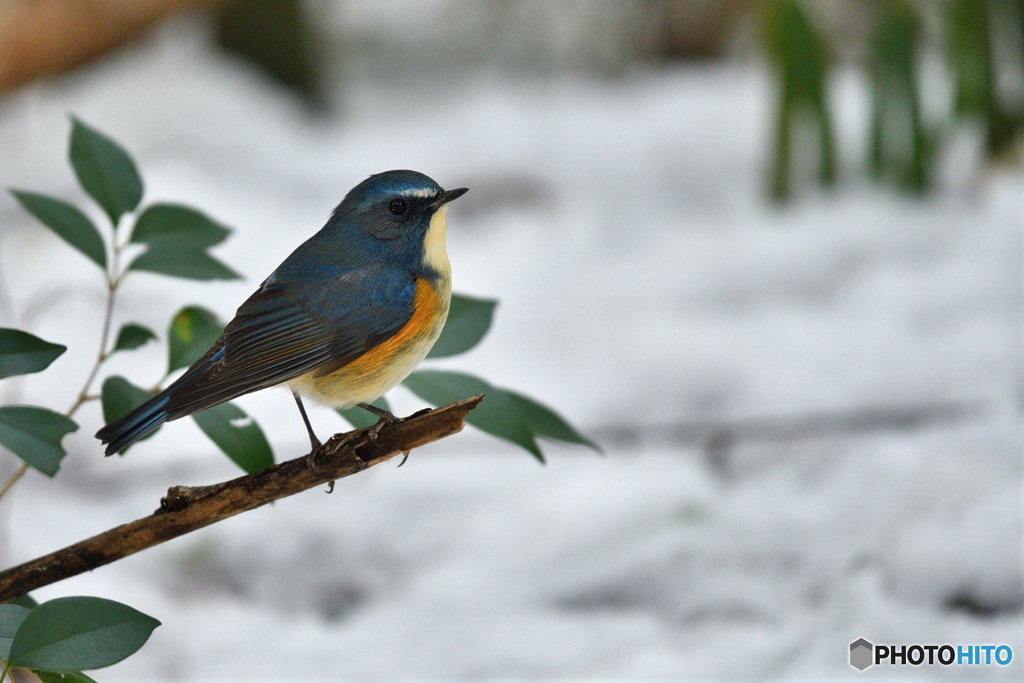 雪とルリビタキ
