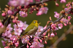春の訪れ