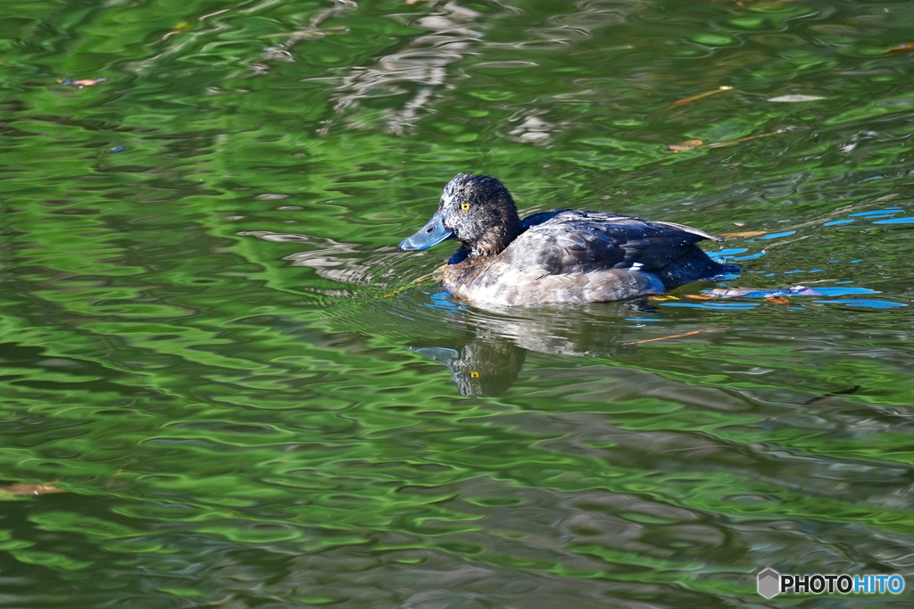 キンクロハジロ