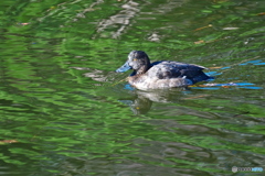 キンクロハジロ