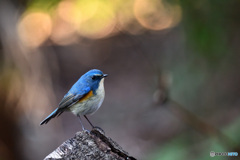 Blue Bird