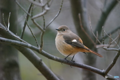 2月のジョビ子さん