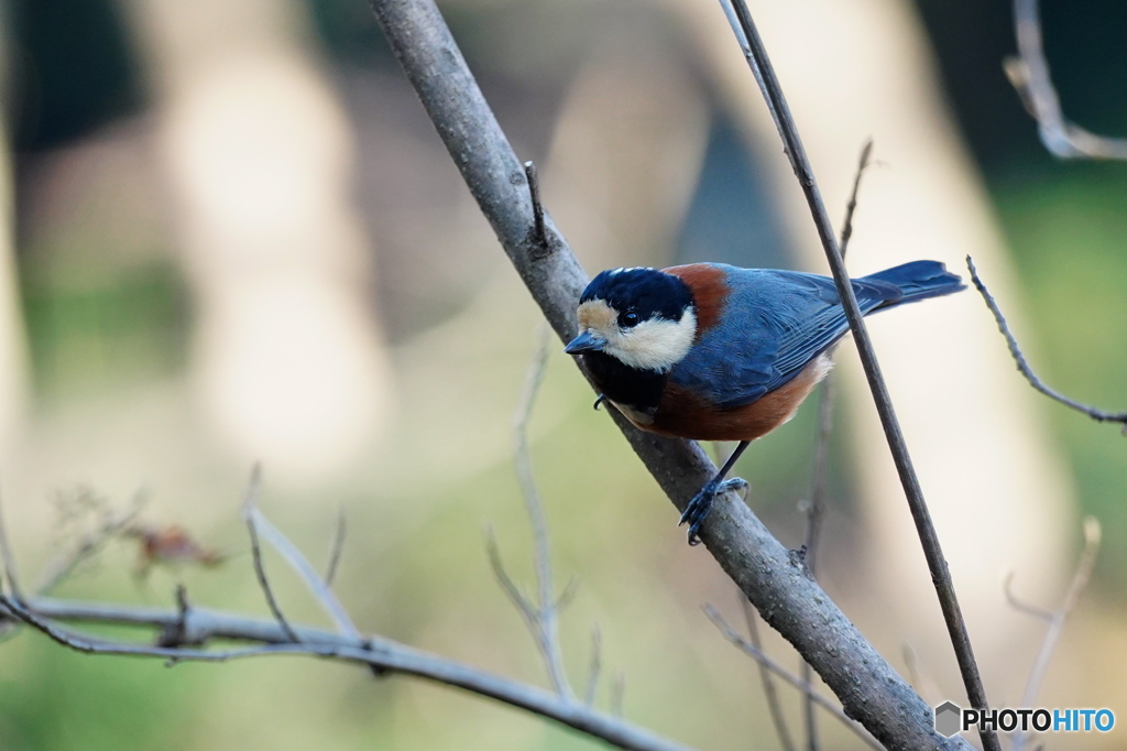 元気なヤマガラさん