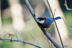 元気なヤマガラさん