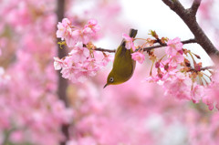 河津桜に包まれて