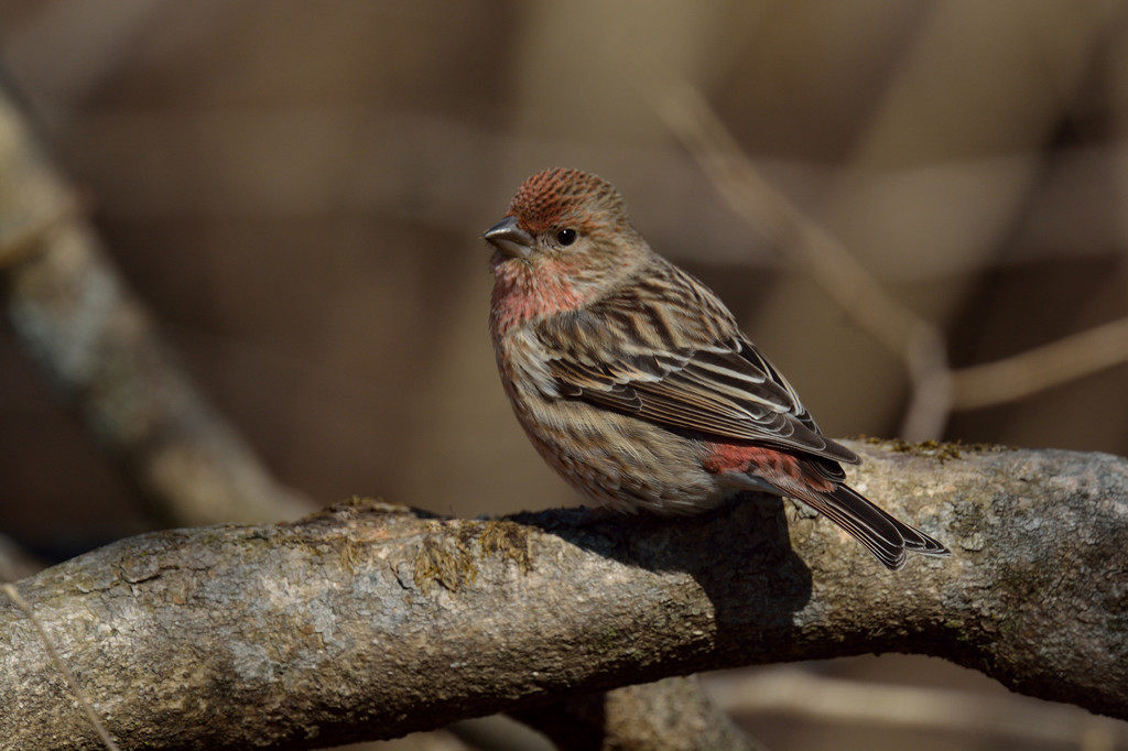 憧れの野鳥