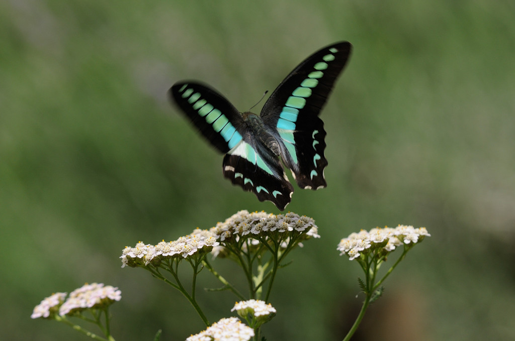 アオスジアゲハの飛翔
