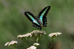 アオスジアゲハの飛翔