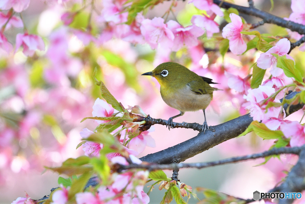 春の予感