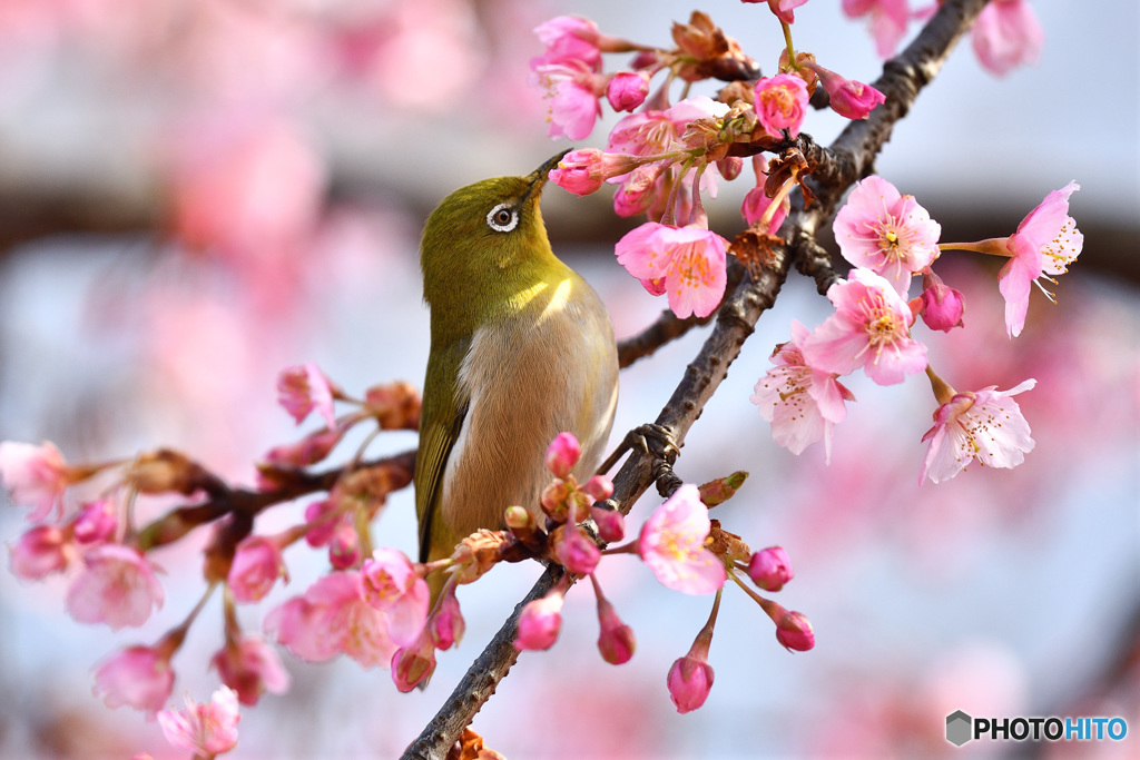 河津桜に