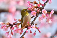 河津桜に