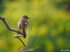 春を楽しむ