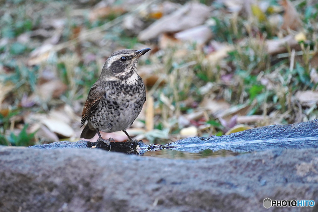 水場のツグミ