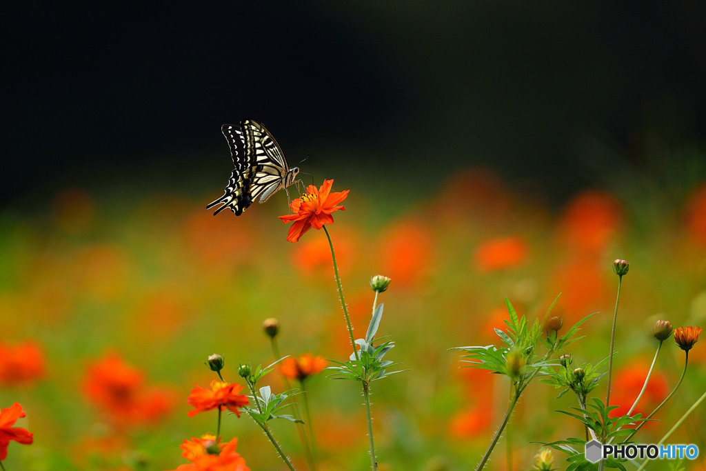 キバナコスモス畑のアゲハチョウ