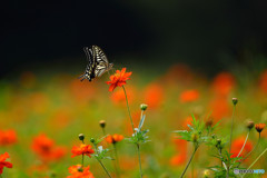 キバナコスモス畑のアゲハチョウ