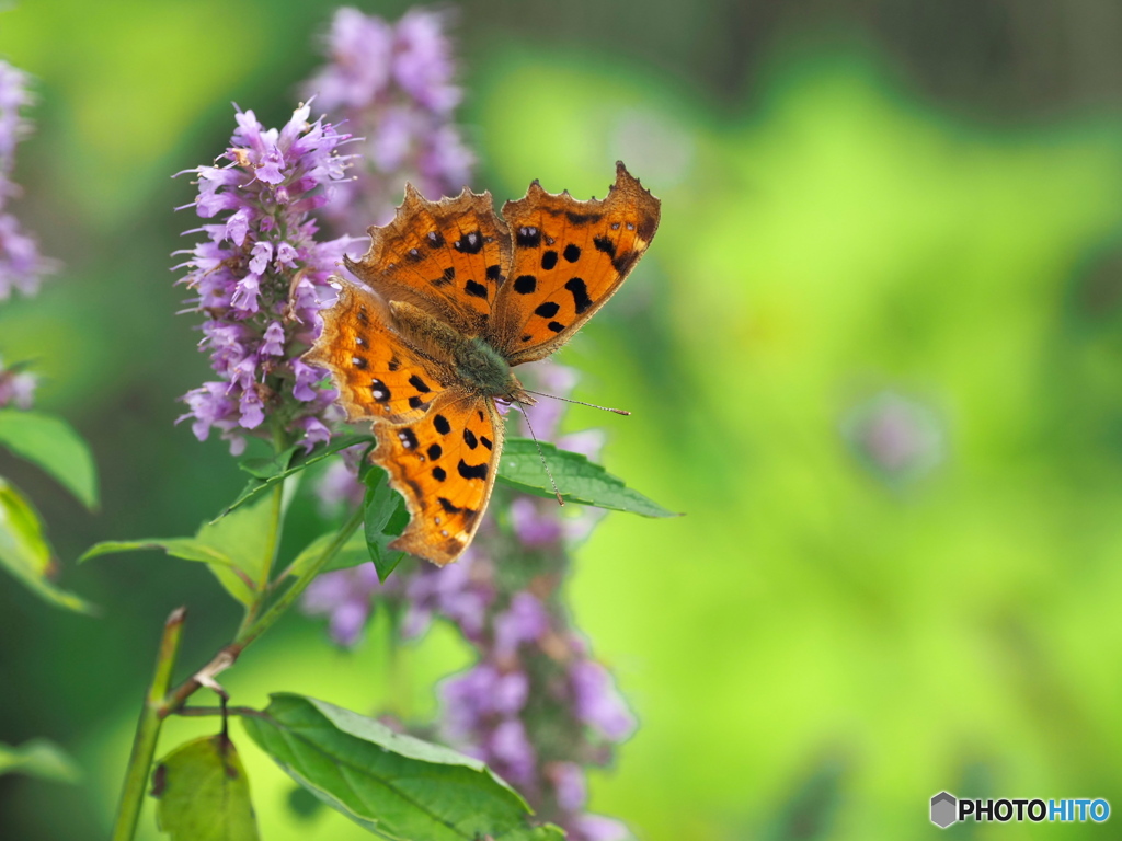 アガスターシェとキタテハ