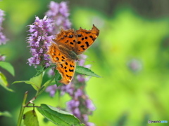 アガスターシェとキタテハ