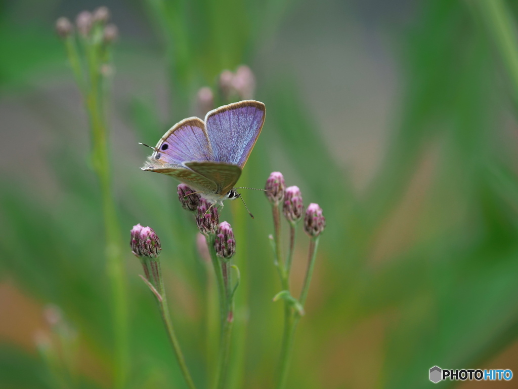 ヒナヒゴタイとウラナミシジミ