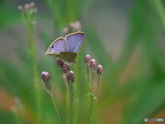 ヒナヒゴタイとウラナミシジミ ヒナヒゴタイとウラナミシジミ