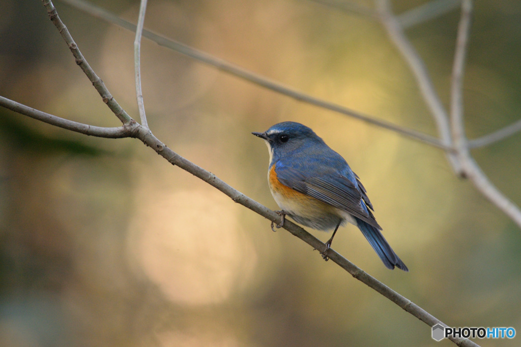 木漏れ日の中で