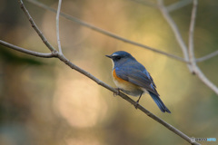 木漏れ日の中で