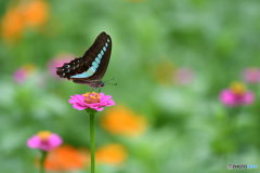 fly away