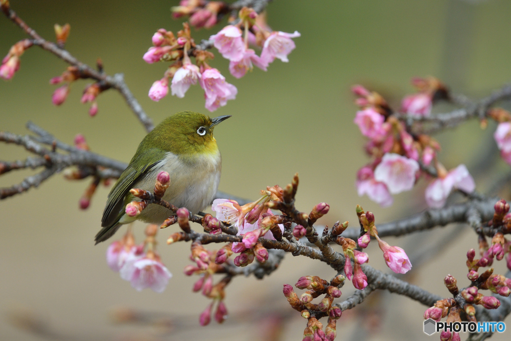 春の息吹